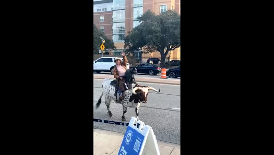 Man and dog ride bull on road in College Station, Texas, USA