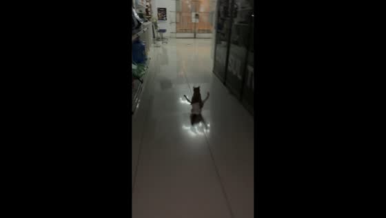 Cat slides upright in diaper while being chased in Lima, Peru