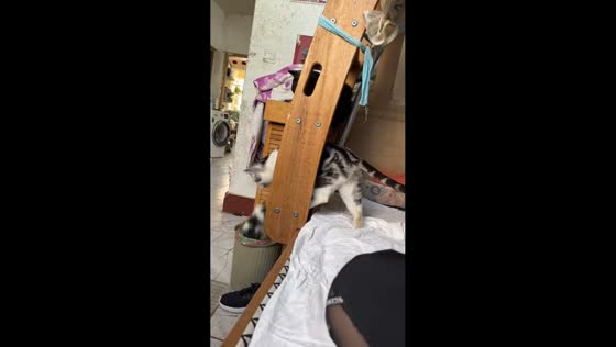Cat drops kitten in trash bin in Anhui, China