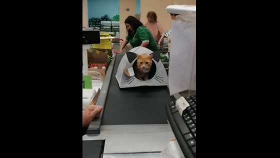 Cat calmly rides on counter before being scanned in Gomel, Belarus