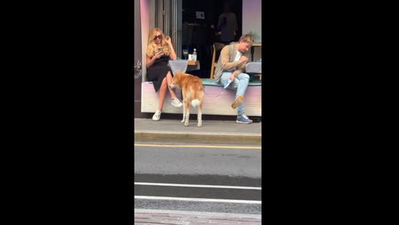 The dog licks the leg of a strange girl in a cafe!