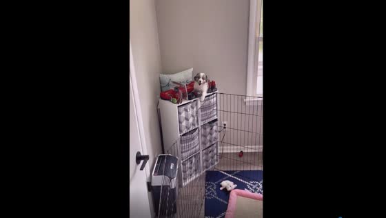 Determined pup's escape endeavor ends with a sticky situation!