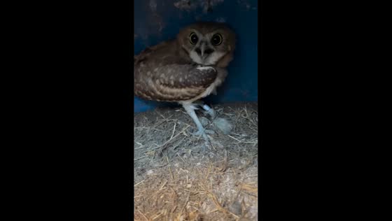 Burrowing owls defend nest with hissing display in Oregon, USA