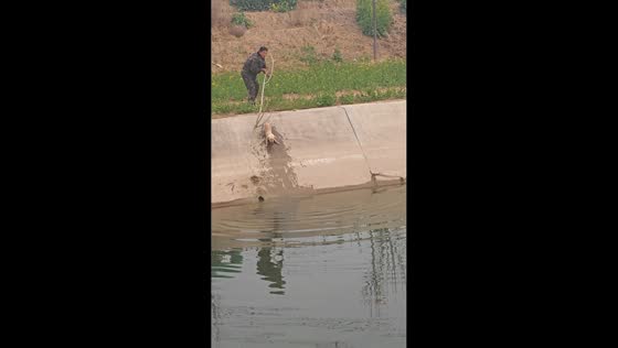 Man rescues dog from concrete waterway in Henan, China