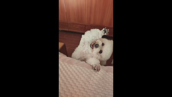 Playful bichon frise makes funny faces in Henan, China