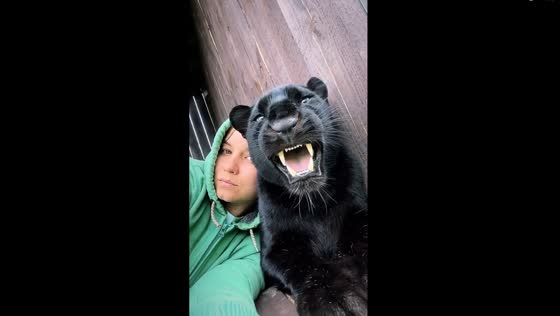Crybaby panther: Luna's vocal serenade from Siberia