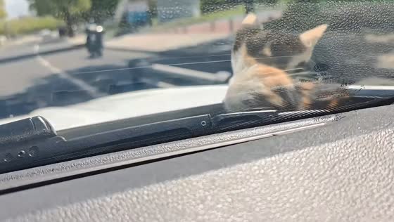 Kitten rides on car hood before being safely let down in Sichuan, China