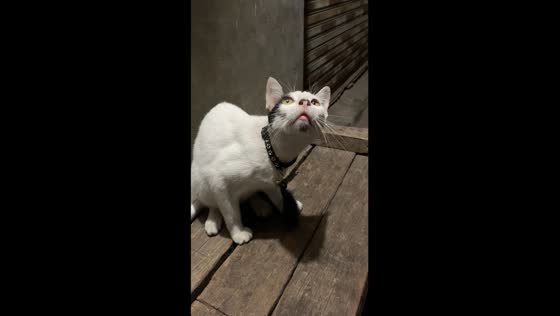 Captivated feline: unyielding stare at a Bogor lizard