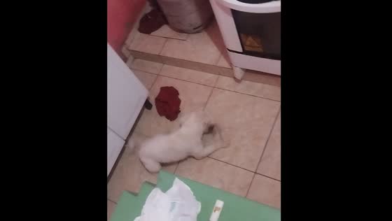 Dog hunts mouse like a cat in Baturité, Ceará