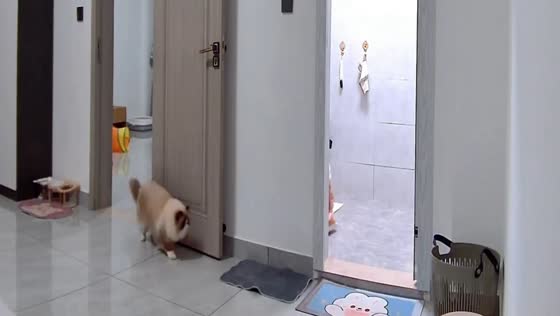 Playful ragdoll cat hops onto person's leg in Yunnan, China