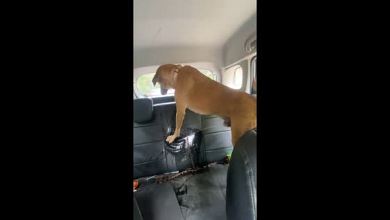 Dog named Chiku pees on car seat in New Delhi, India