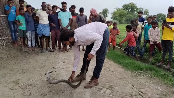 Vikram snake saver confronts aggressive snake in Ballia, Uttar Pradesh