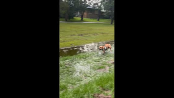 Dog joyfully runs through rain-soaked field and puddles in Brisbane, Australia