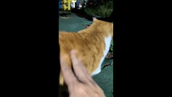 Street cat swats owner’s hand during petting attempt in Sichuan, China
