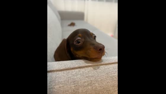 Puppy's playful sofa shenanigans: a furry friend's irresistible invitation to fun