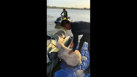 Determined Labrador refuses to leave jet ski in Hebei, China