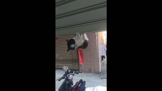 Kitten hangs upside down from a half-open shutter door in Fujian, China