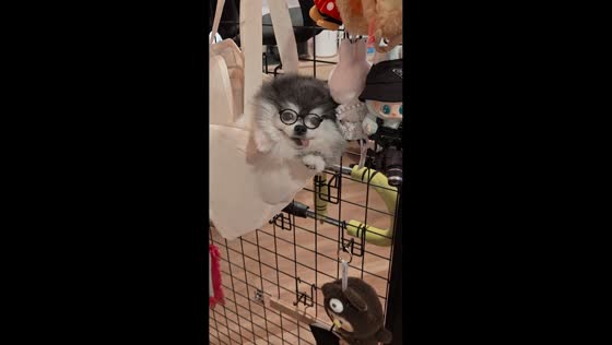 Pomsky relaxes inside pet carrier with glasses in Kuala Lumpur, Malaysia