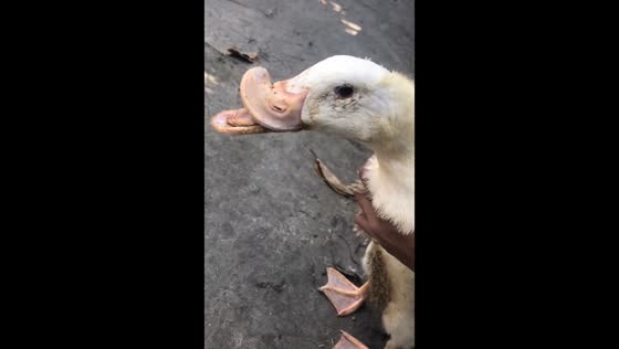 Duck with deformed bill shown up close in Yogyakarta, Indonesia