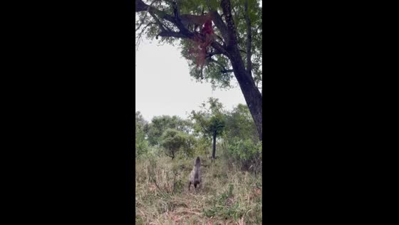 Leopard outwits hyena: high-stakes tree-top feast in Serengeti showdown