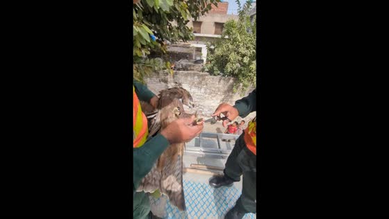 Rescue team frees eagle tangled in wire and helps it recover before flying away in Lahore, Pakistan