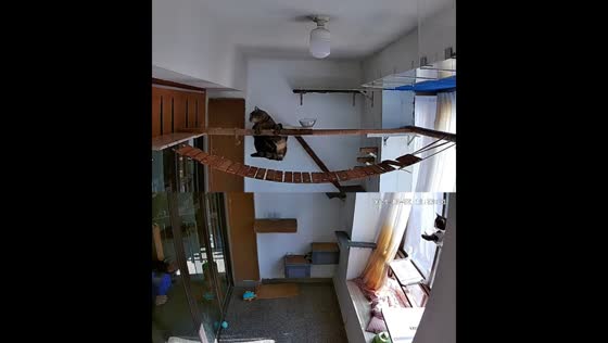 Cat trips and hangs on beam before jumping to safety in Zhejiang, China