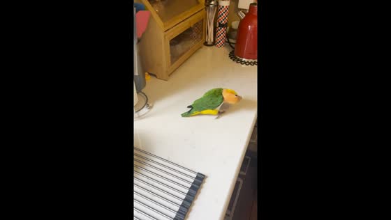 Curious parrot Clementine spins to peek under bread box