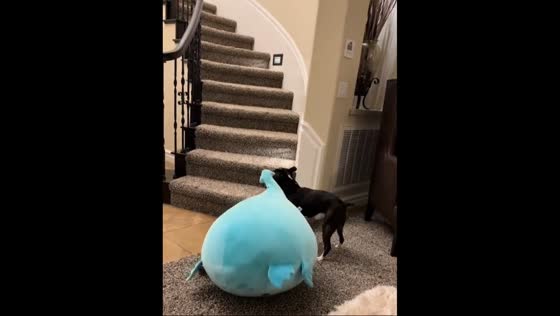 Boston Terrier plays fetch with stuffed toy in Corona, California
