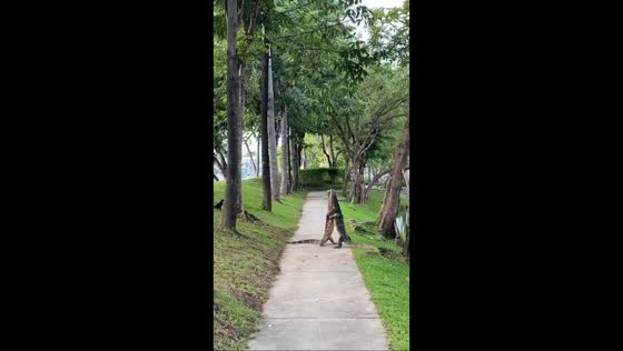Monitor lizards spotted cuddling by the riverside in Salaya, Thailand