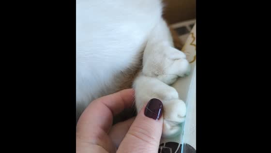 Cat owner adjusts pet's paws for comfort while sleeping