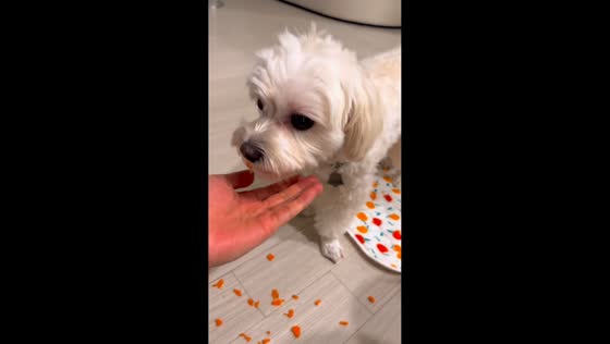 Dog rejects food repeatedly in Seoul, South Korea