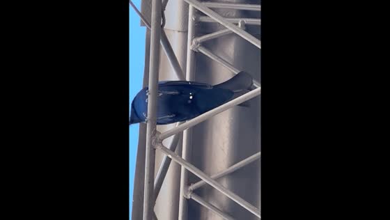 Bird's surprise dropping in Villa Mercedes