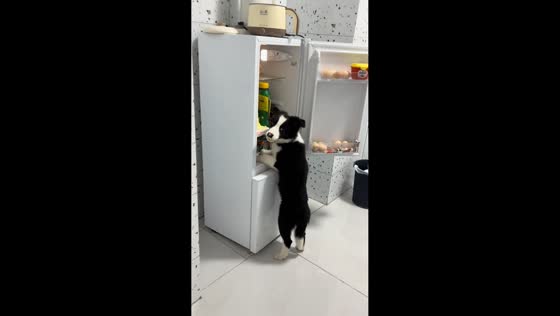 Dog caught stealing food from refrigerator in Jiangsu, China