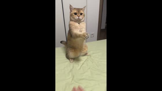 Cat plays catch with small bell in Jiangxi, China