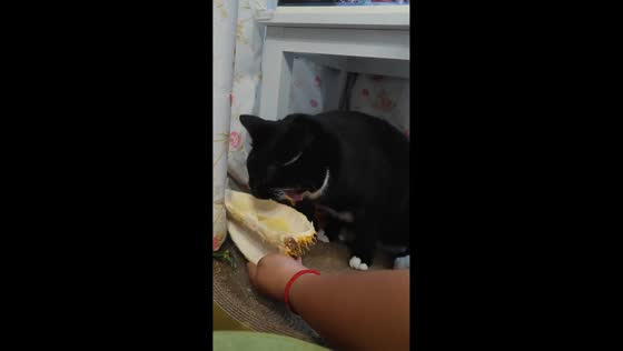 Cat gags and vomits after smelling durian in Henan, China