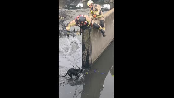 Dramatic rescue in Bogotá: brave firefighters save terrified dog from black sewage
