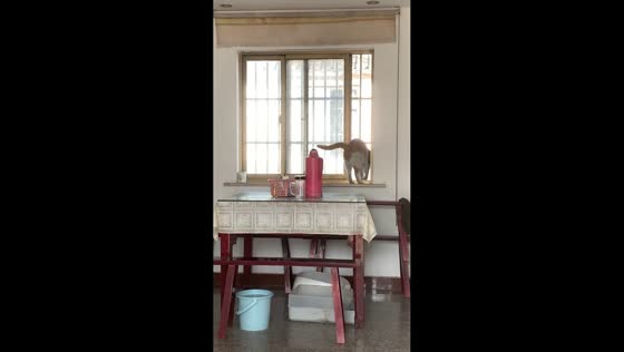 Cat skillfully opens window in Jiangsu, China