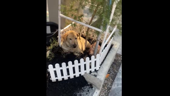 Dog digs up plant base in Phetchaburi, Thailand