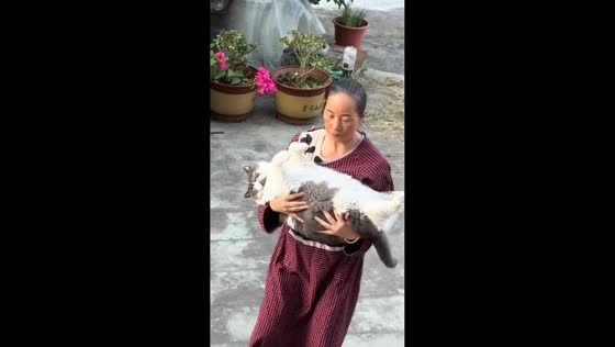 Woman rolls and carries chubby cat inside in Zhejiang, China