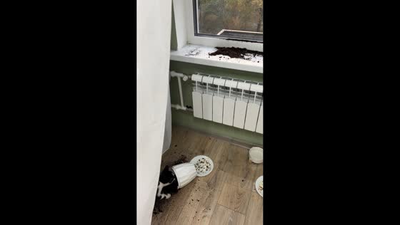 Cat knocks over flower pot in Voronezh, Russia