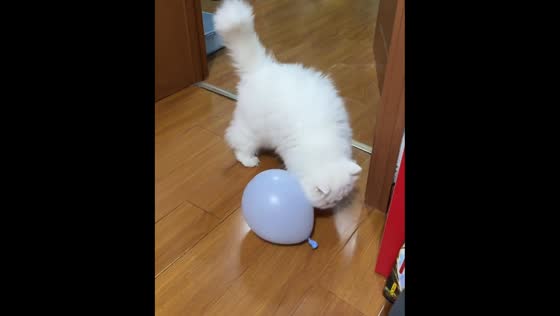Cat playfully rubs and holds balloon in Jiangsu, China