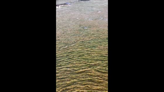 Environmental crisis: toxic algae bloom devastates UK's largest freshwater lake