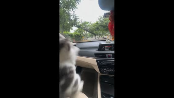 Cat startled by windshield wiper while riding in car in Chandigarh, India