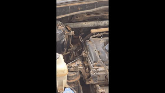 Snake pulled from car engine in tense roadside moment in Tripoli, Libya