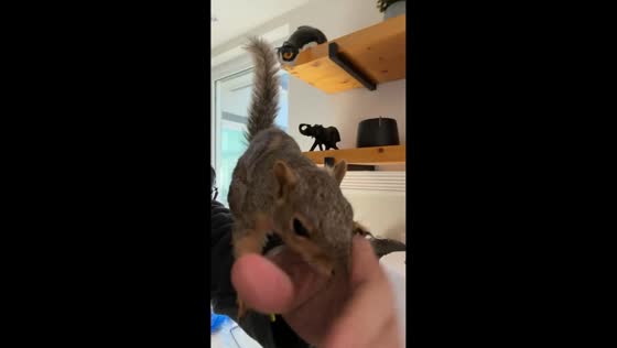 Squirrel calmly picks nut from man’s hand in Austin, Texas, USA