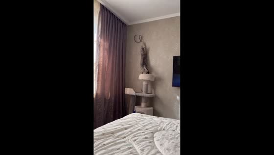 Cat slips from cat tree but recovers mid-fall in Moscow, Russia