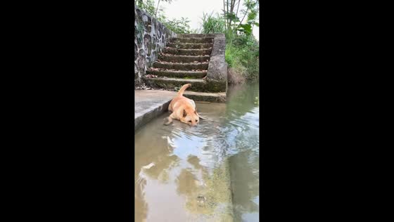 Dog relaxes on submerged river steps in Hunan, China