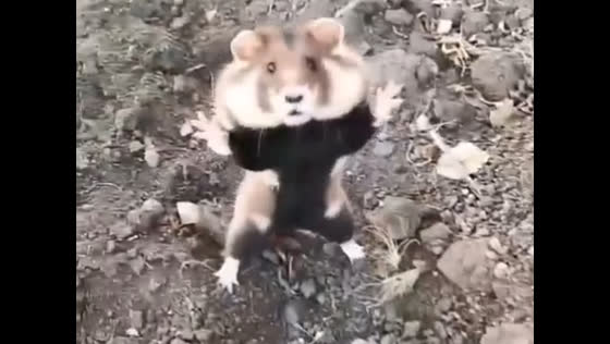 Wild hamster surprises filmer with defensive jumps in Russia