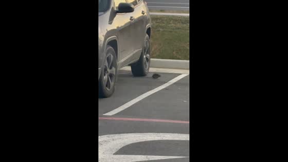 Mouse’s tail accidentally run over in Harrisonburg, Virginia, USA