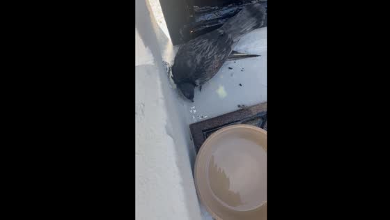 Person provides water to injured bird in San Juan Heatwave